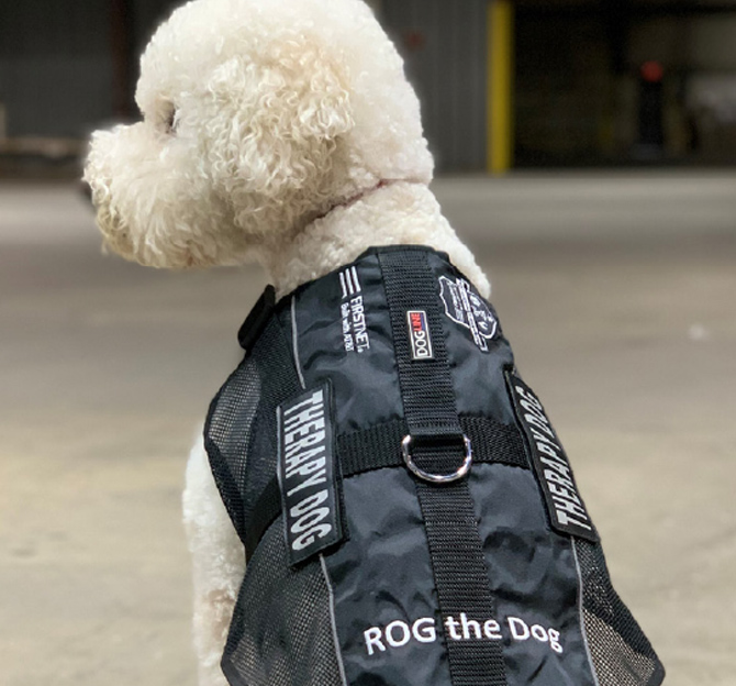 Close-up of ROG the Dog (full-sized white poodle breed), with black Therapy Dog vest/harness, staring to the left.